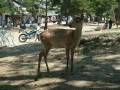 Nara